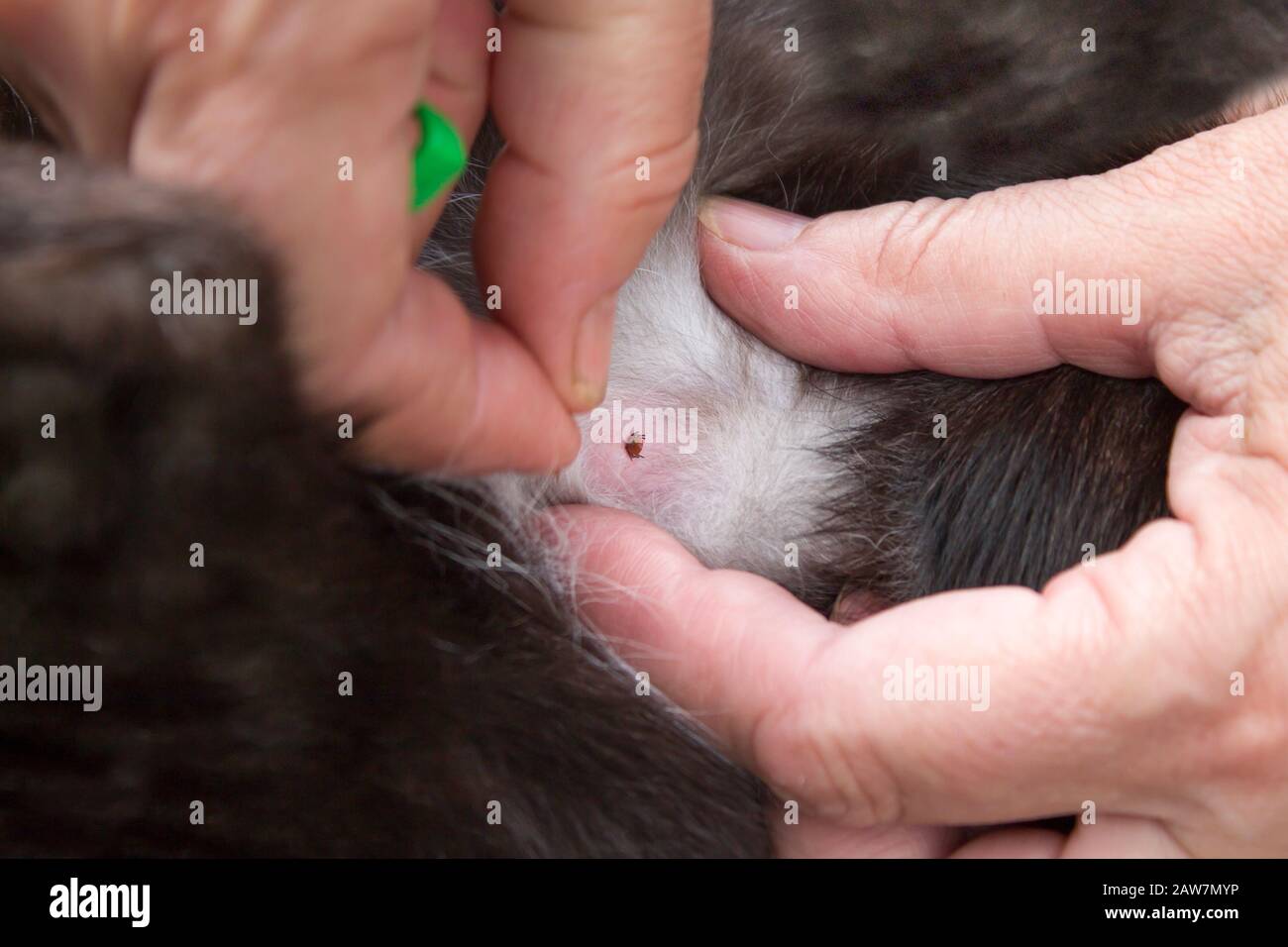 Peau De Chat Banque D Image Et Photos Alamy