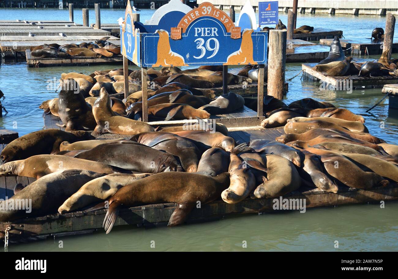 Famille des lions de mer Banque D'Images