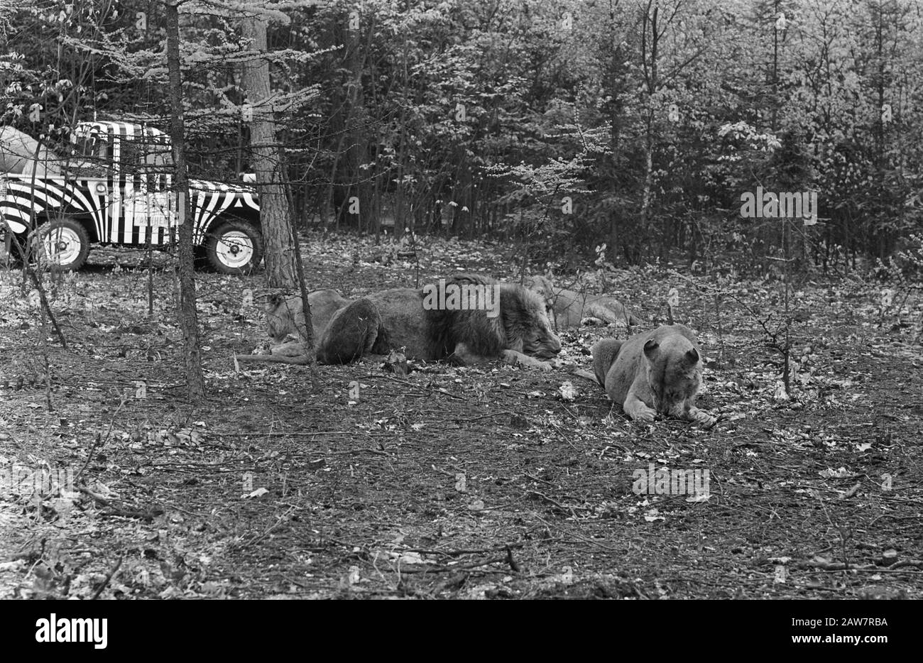 Lions lâches au zoo de Burgers à Arnhem Date: 11 mai 1968 lieu: Arnhem, Gueldre mots clés: Voitures, lions Banque D'Images