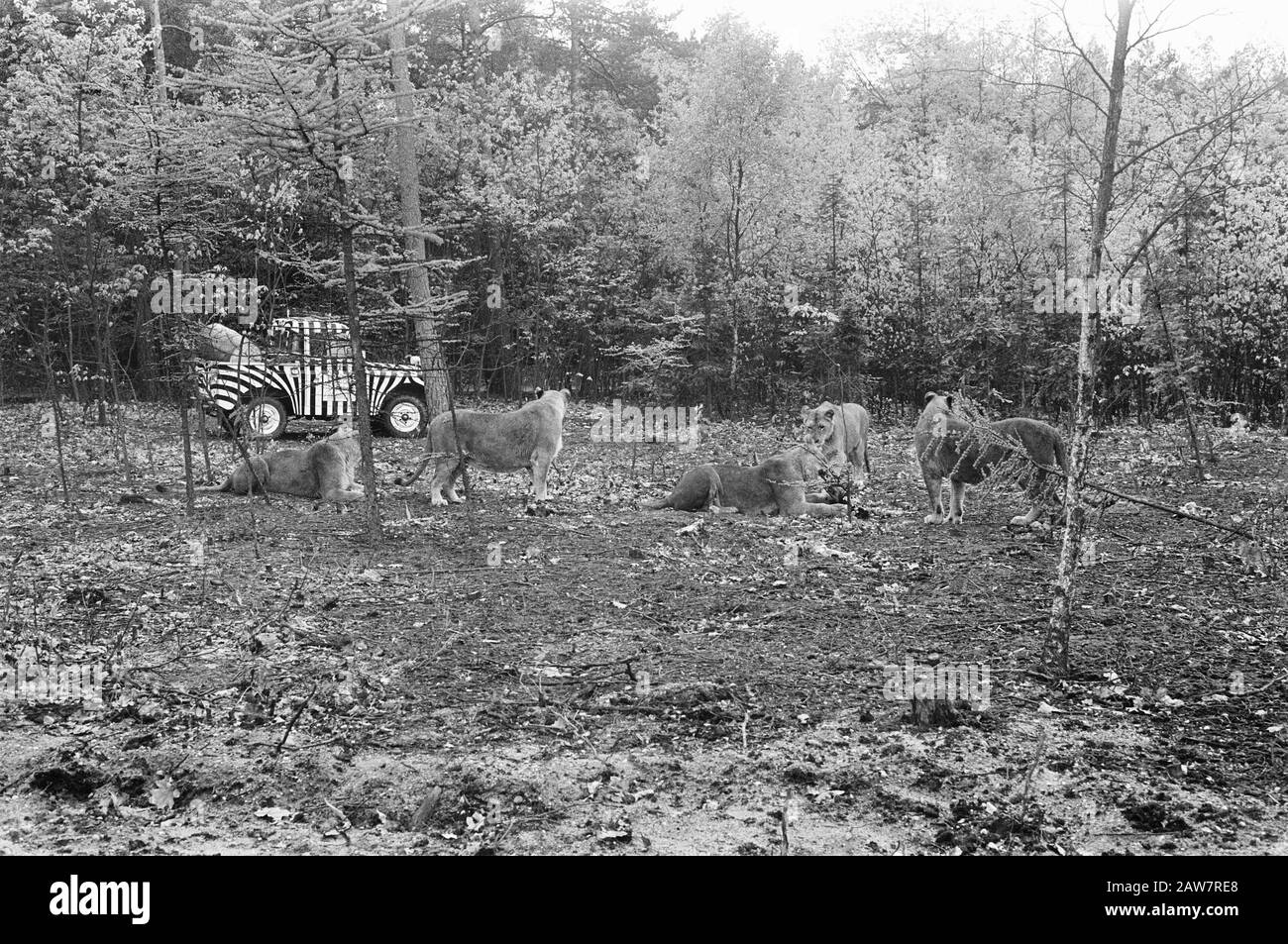 Lions lâches au zoo de Burgers à Arnhem Date : 11 mai 1968 lieu : Arnhem, Gueldre mots clés : Lions Banque D'Images