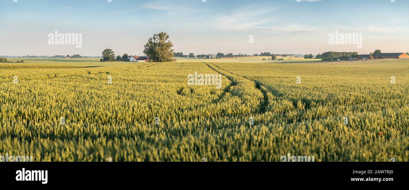 Paysage agricole et rural à Soderslatt, Skane, Suède, Scandinavie. Banque D'Images
