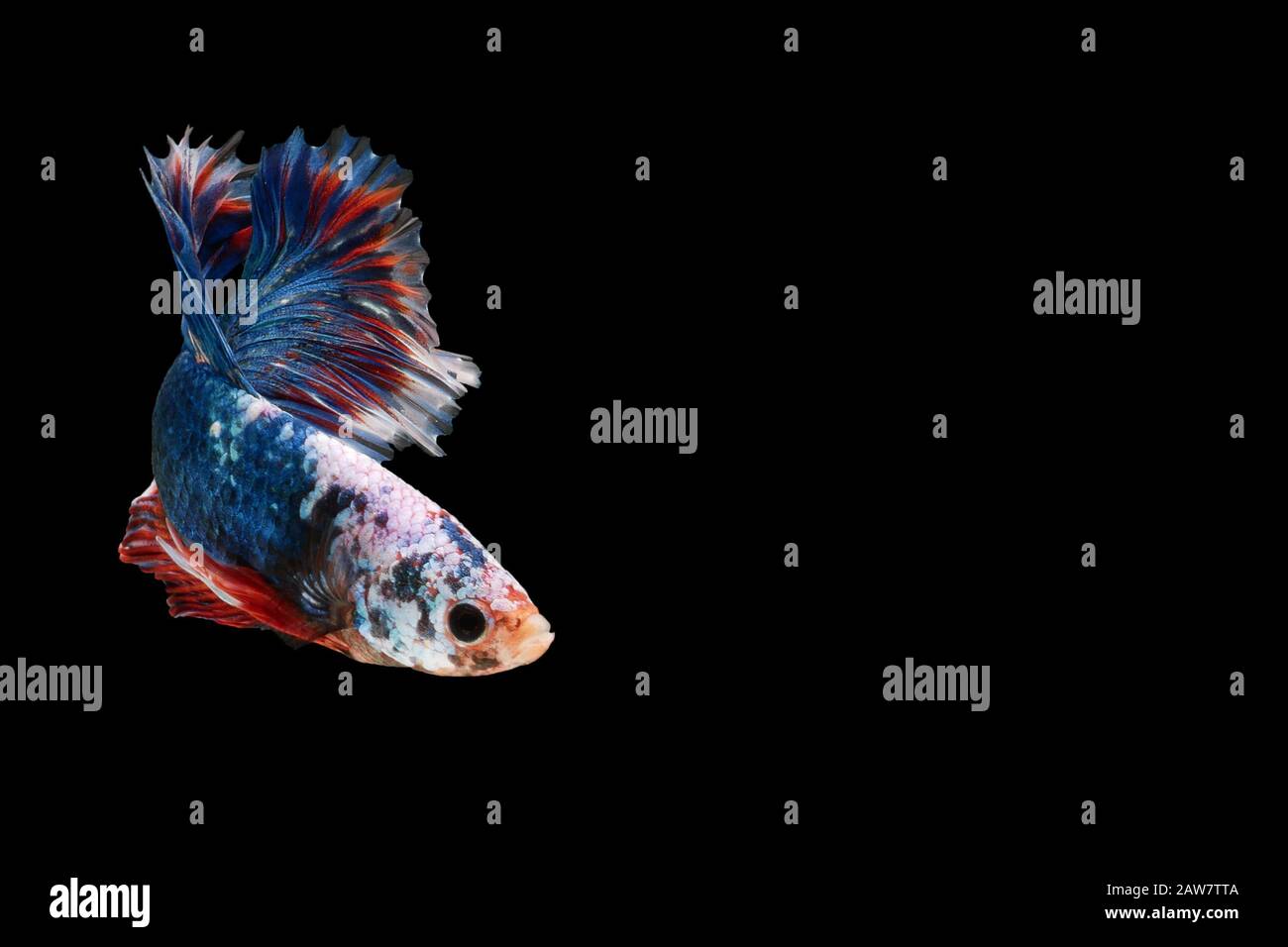 Magnifique poisson thaï bleu foncé luttant contre la natation avec de longues nageoires et un gène rouge blanc coloré à longue queue. Lutte contre le poisson isolé sur fond noir. Banque D'Images