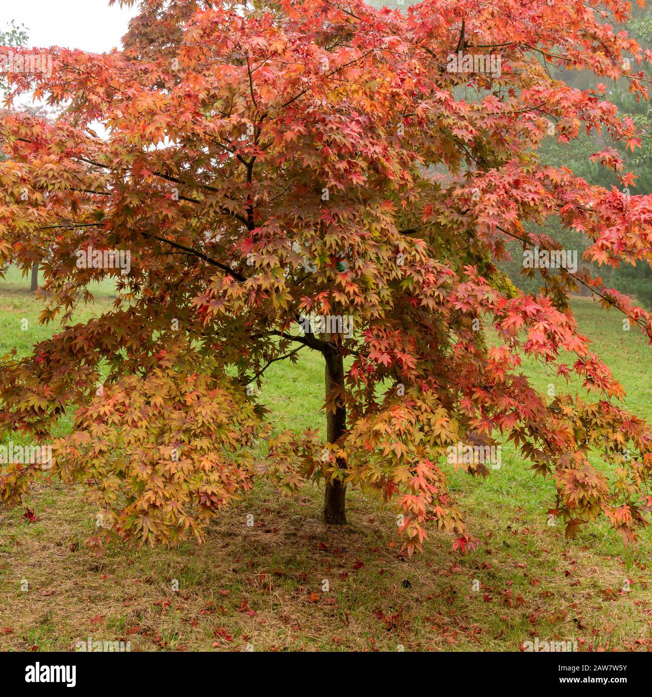 Acer arbres en automne à Thorp perrow arboretum Banque D'Images