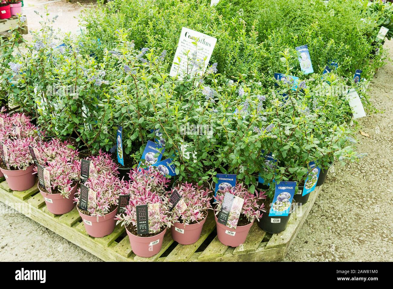 Petits pots de plantes Ceanothus et Hebe dans un jardin anglais en attente de clients Banque D'Images