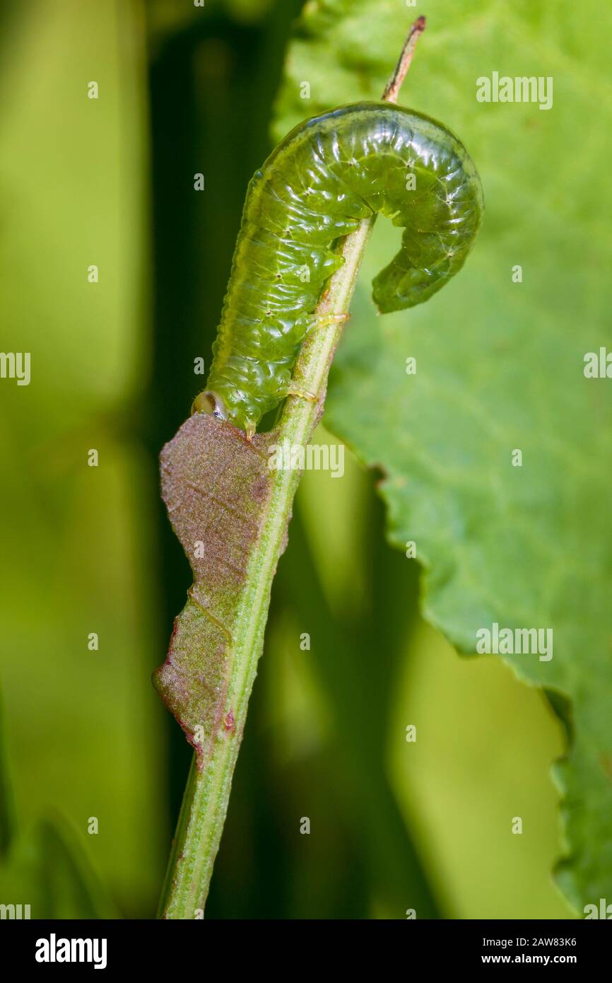 gros plan sur l'alimentation de caterpillar sur les feuilles et les plantes Banque D'Images