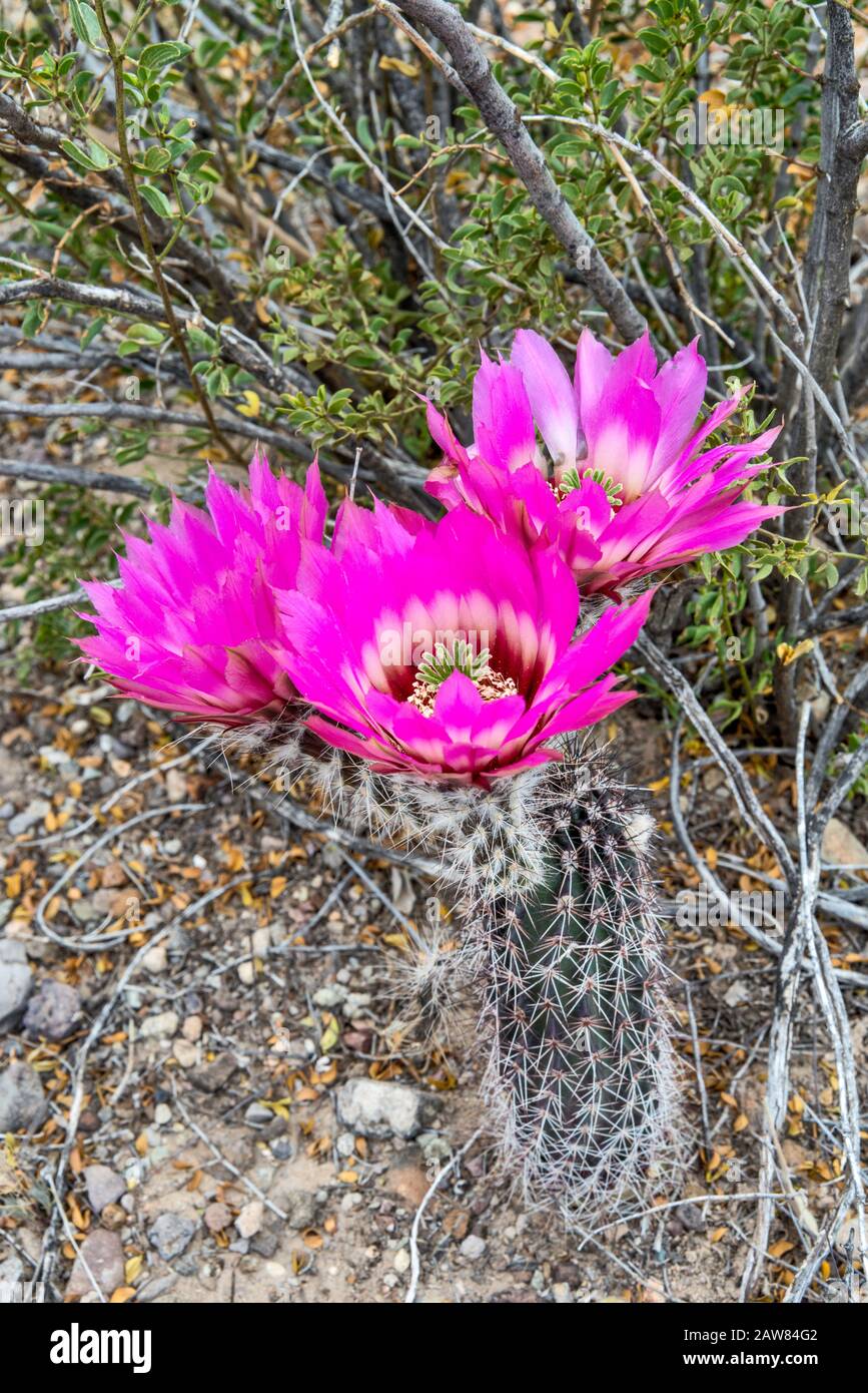 Strawberry cactus hérisson, Echinocereus engelmannii, fleuris, Désert de Chihuahuan, Big Bend National Park, Texas, États-Unis Banque D'Images