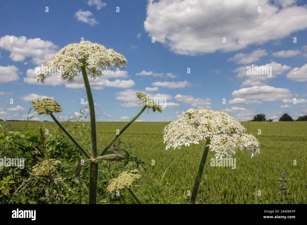 La floraison la carotte sauvage (Daucus carota ssp. carota), l'ombelle capitule, inflorescence Banque D'Images