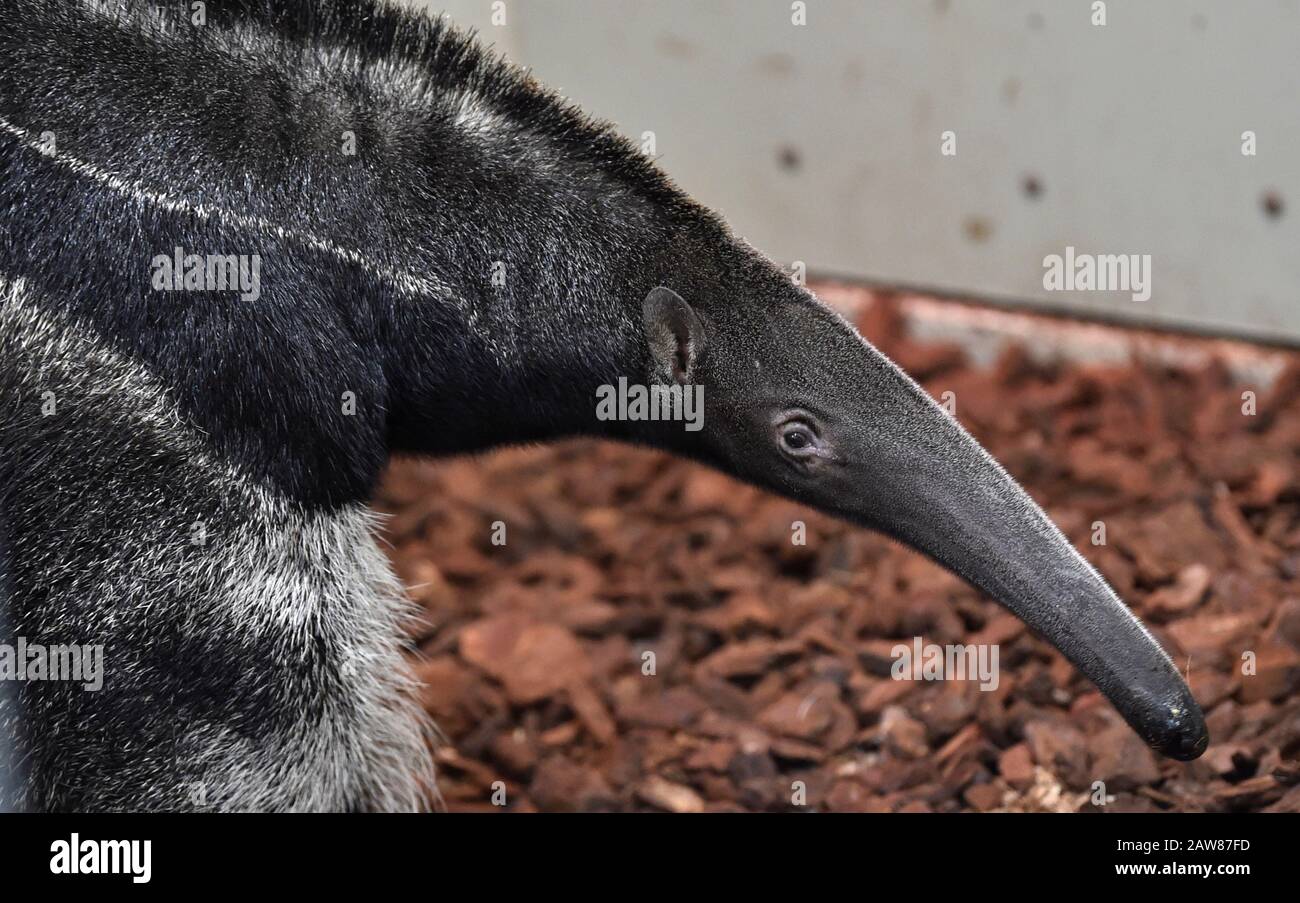 Zlin, République Tchèque. 7 février 2020. Le 7 février 2020, une femme géante (Myrmecophaga tridactyla) a vu sa pupe sow dans le zoo de Zlin, en République tchèque. Crédit: Dalibor Gluck/Ctk Photo/Alay Live News Banque D'Images