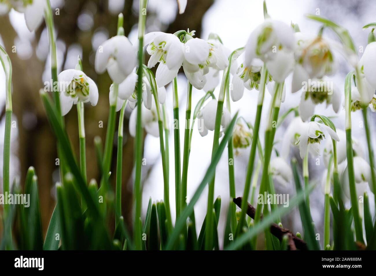 Vue rapprochée des fleurs des bois Banque D'Images
