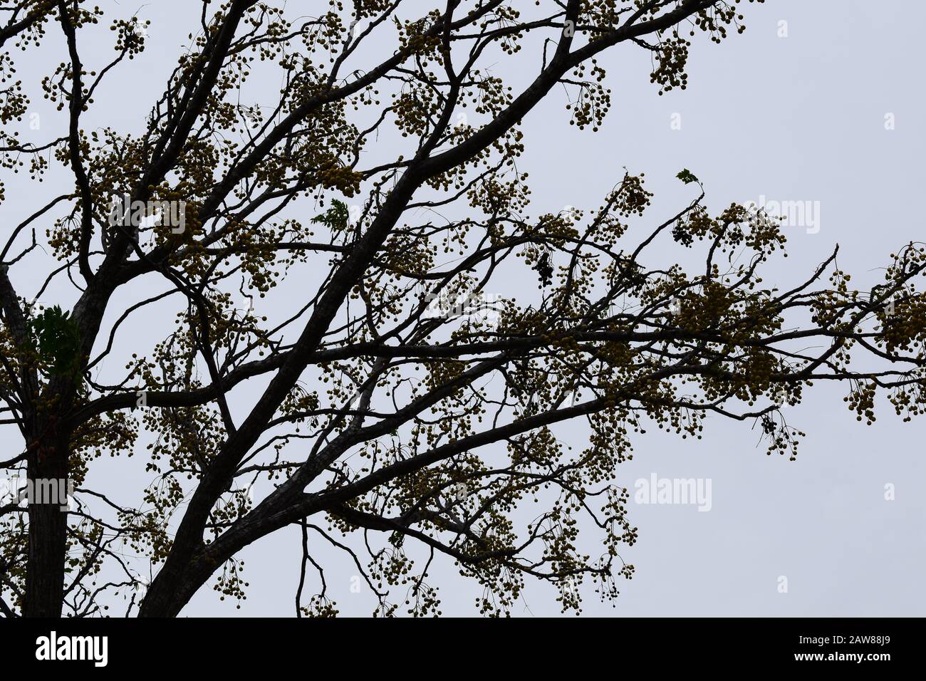 Silhouette d'un arbre portant des fruits à coque dans la vallée du Rio Grand contre un ciel gris en automne avec des fruits Banque D'Images