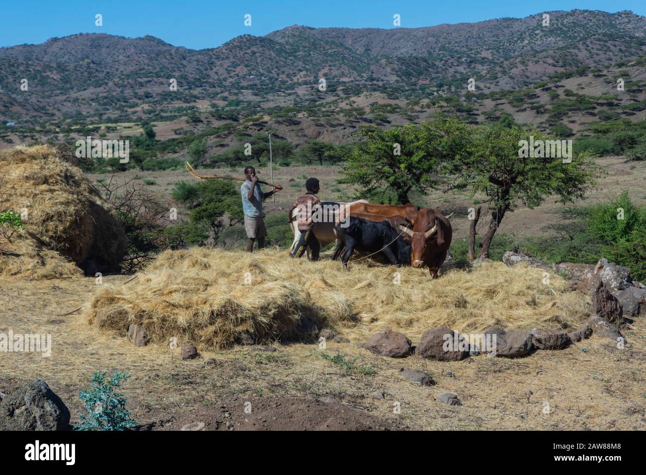 Lalibela, Ethiopie - Nov 2018: Deux hommes flirtent avec les vaches. Le teff est une céréale endémique à l'Ethiopie et largement utilisée dans la nourriture Banque D'Images