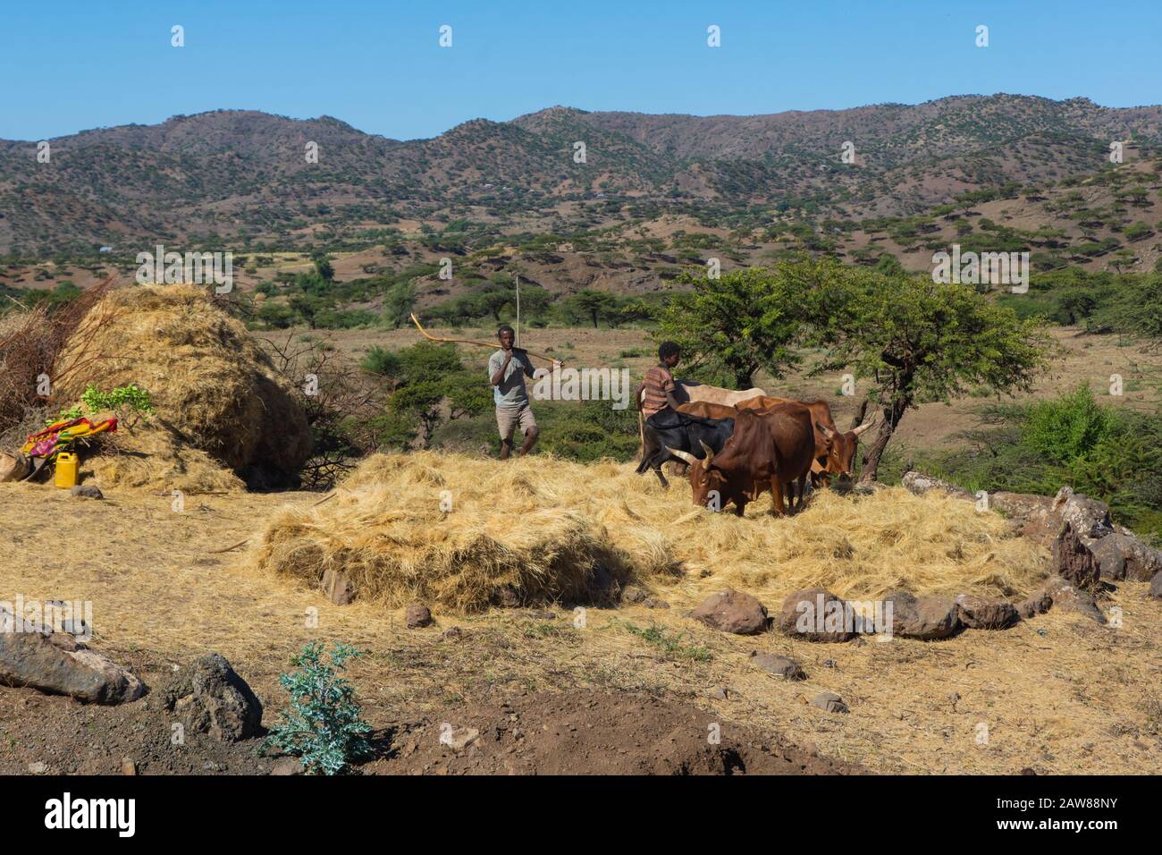 Lalibela, Ethiopie - Nov 2018: Deux hommes flirtent avec les vaches. Le teff est une céréale endémique à l'Ethiopie et largement utilisée dans la nourriture Banque D'Images