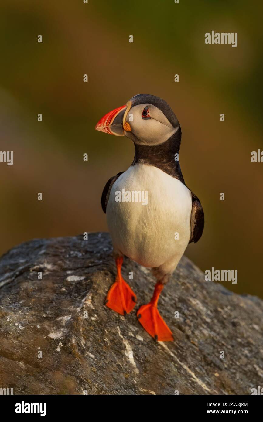 Atlantic Puffin - Fratercula arctica, belle pêche colorée des oiseaux de mer dans l'océan Atlantique, île de Runde, Norvège Banque D'Images