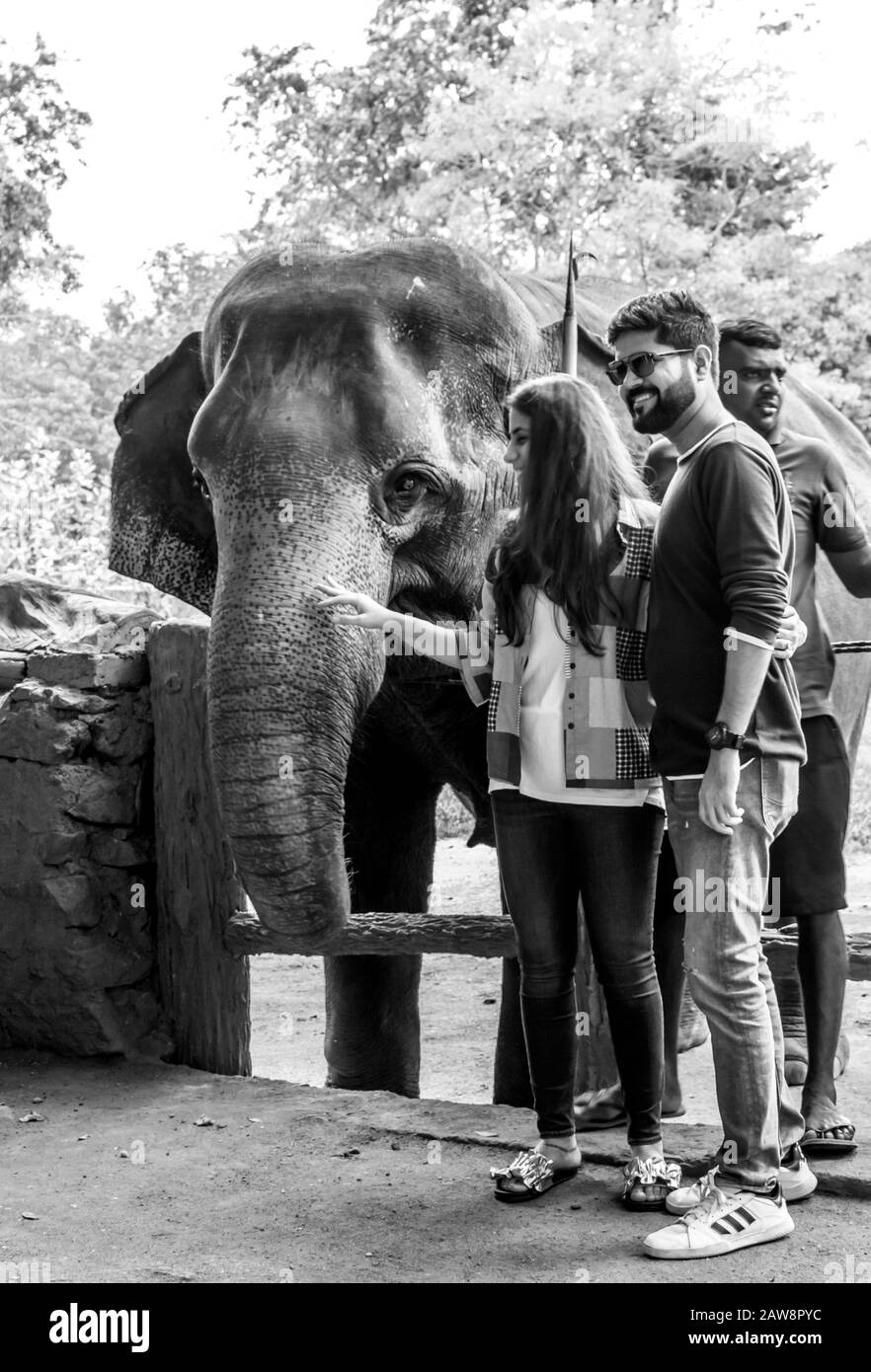 Pinnawala Elephant Orphanage est une pépinière et un terreau captif pour les éléphants d'Asie sauvage et a le plus grand troupeau d'éléphants captifs dans le W Banque D'Images