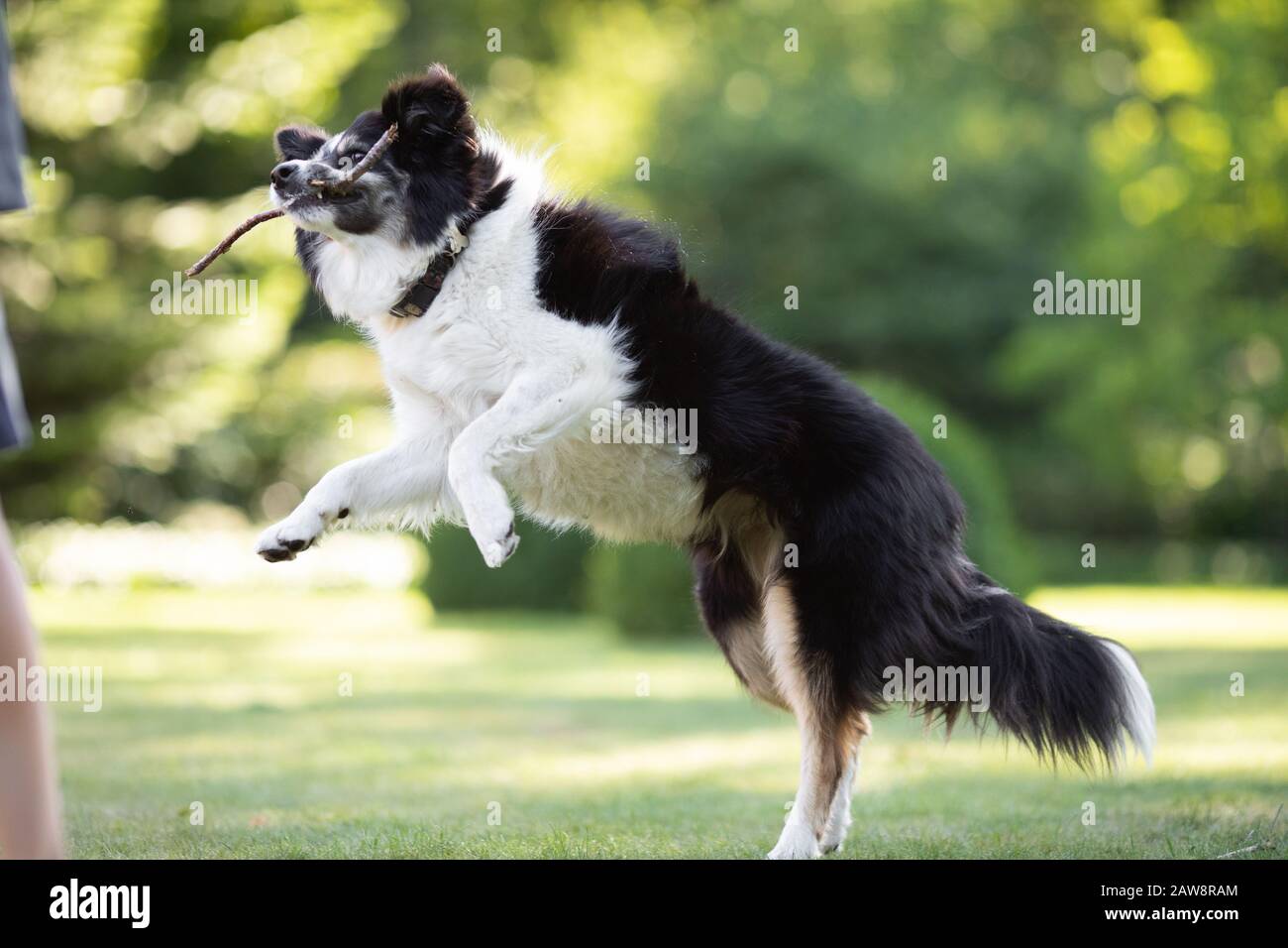 Border collie jouant à l'extérieur avec un bâton dans le jardin Banque D'Images