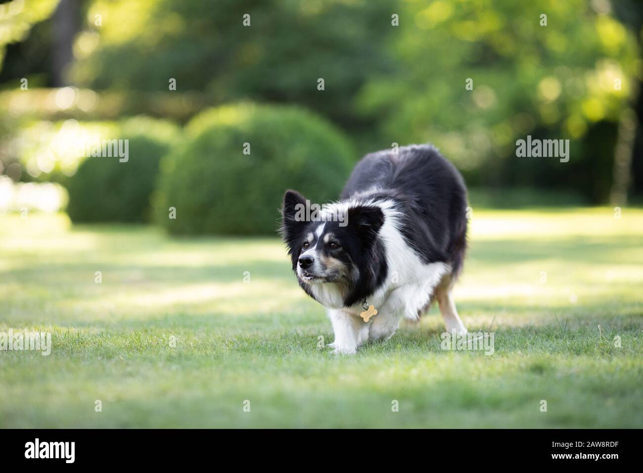 Border collie jouant à l'extérieur avec un bâton dans le jardin Banque D'Images