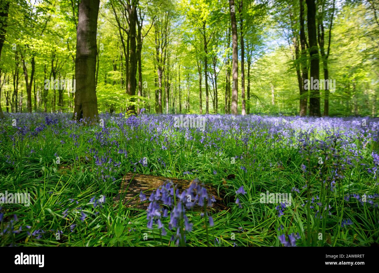 Bluebells À Westwoods, Wiltshire Banque D'Images