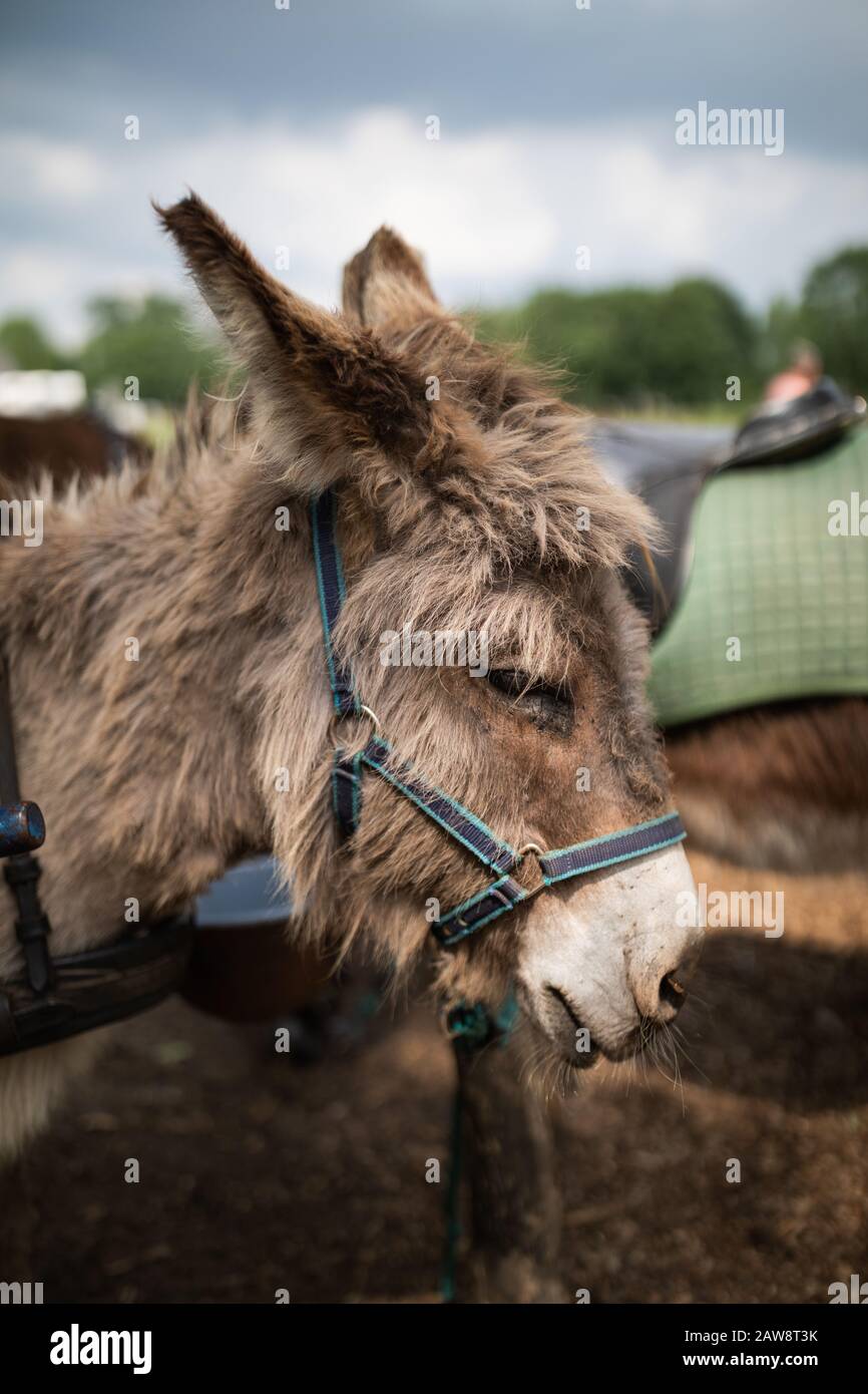 Âne attaché à un pôle, dans le cadre de l'ouest du Texas. Grange de style rétro Banque D'Images