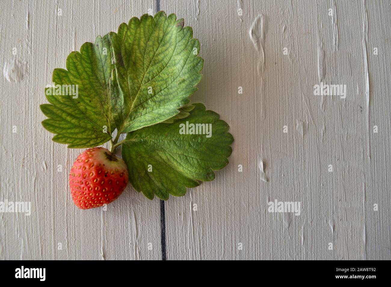 Fraise isolée avec feuilles. Un seul fruit de fraise isolé sur fond blanc de table, avec passe-cheveux. Alimentation, bio, café, confiture, ferme. Banque D'Images