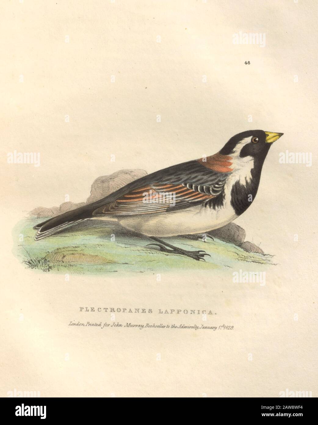 Plectropands Lapponica devrait être Plectrophanes Lapponica (Banting) plaque de couleur des oiseaux nord-américains de faune boreali-americana; ou, La zoologie o Banque D'Images