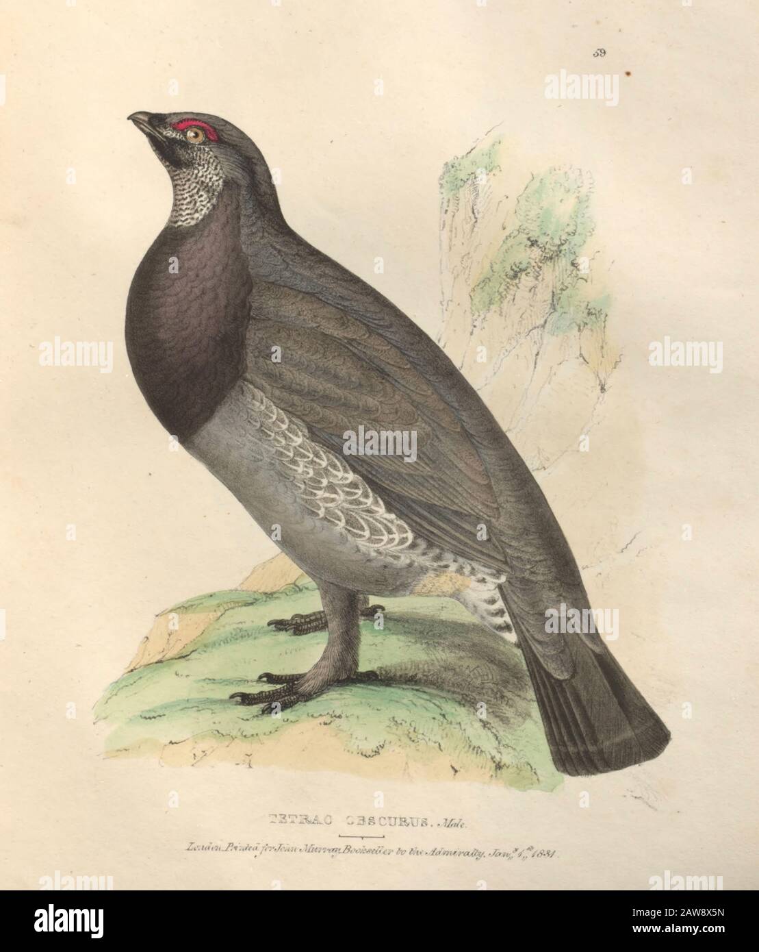 Mérous dusky mâles (Dendragapus obscurus syn Tetrao obscurus) plaque de couleur des oiseaux nord-américains de faune boreali-americana; ou, la zoologie du Banque D'Images