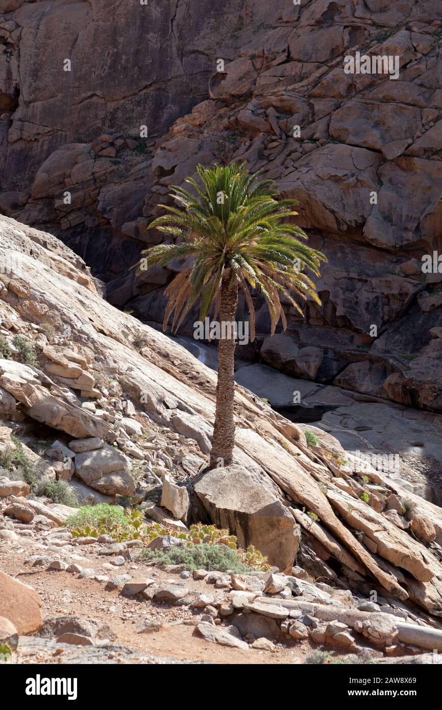 Palmier à Barranco de las Peñitas, Vega de Río Palmas, Fuerteventura, îles Canaries Banque D'Images