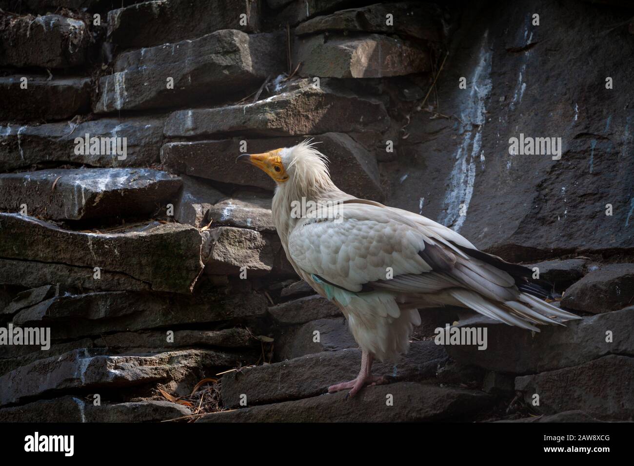 Oiseau adulte Neophron Persnopterus dans une cage. La vautour commune est le plus grand représentant de toute la famille de faucon, une forte et grande Vautour égyptienne Banque D'Images