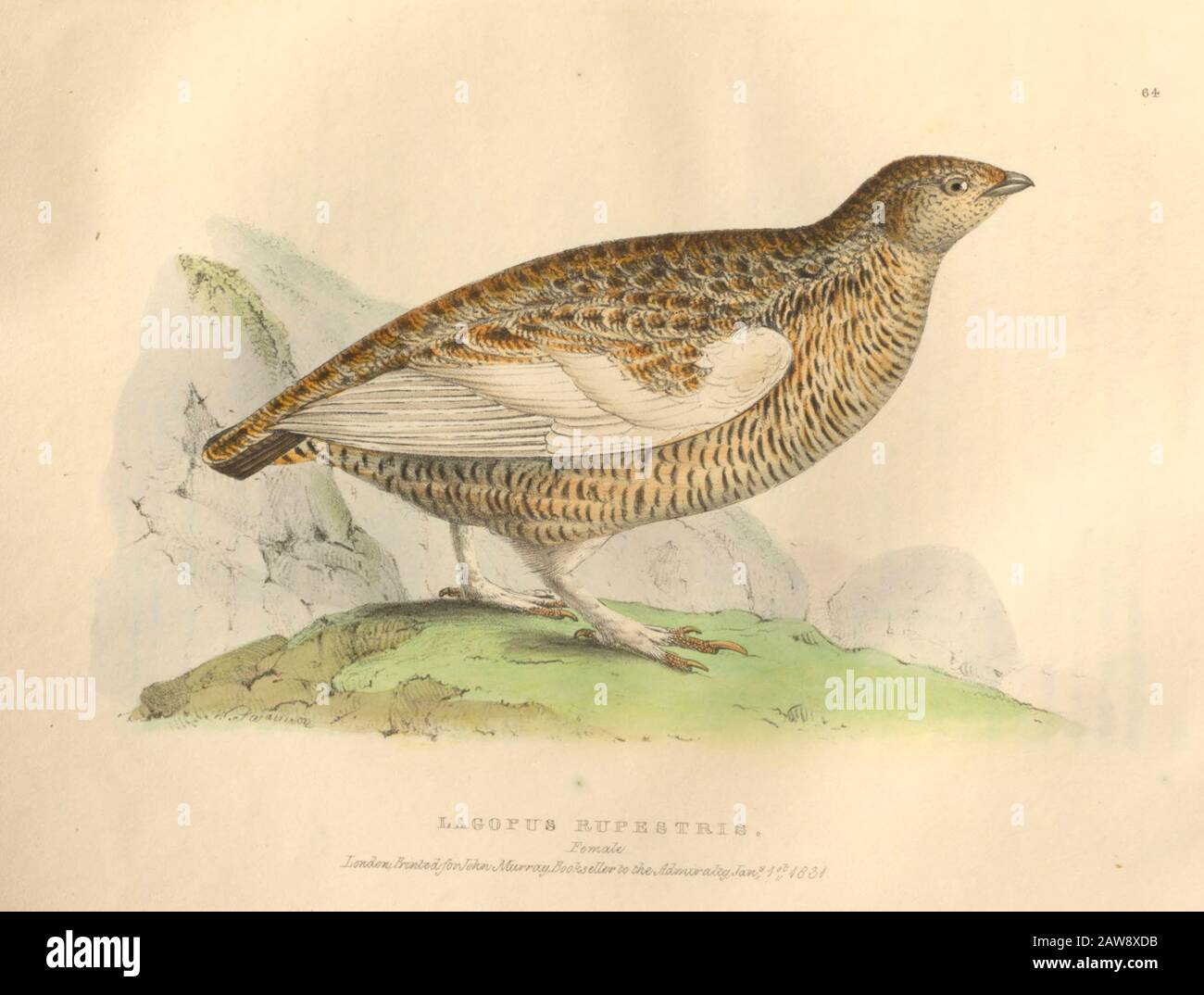 La plaque de couleur féminine du Lagopus muta rupestris (Rock Ptarmigan) des oiseaux de faune de l'Amérique du Nord boreali-americana; ou la zoologie des parties du Nord Banque D'Images