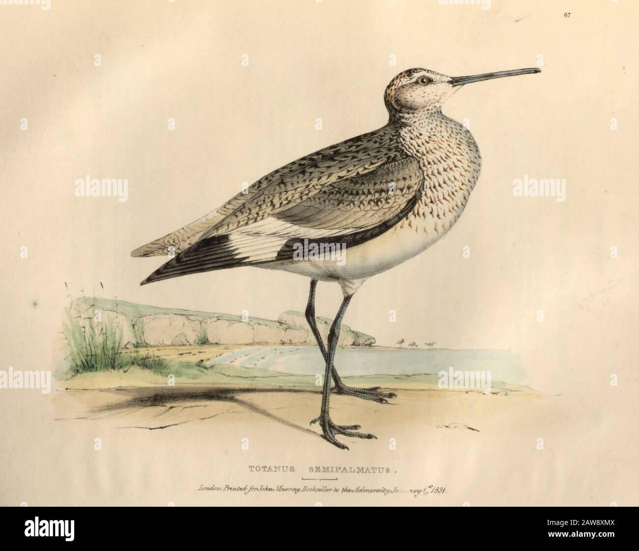 Totanus semipalmatus. Le willet (Tringa semipalmata), plaque de couleur des oiseaux nord-américains de faune boreali-americana; ou la zoologie du northe Banque D'Images Totanus semipalmatus. Le willet (Tringa semipalmata), plaque de couleur des oiseaux nord-américains de faune boreali-americana; ou la zoologie du northe Banque D'Images