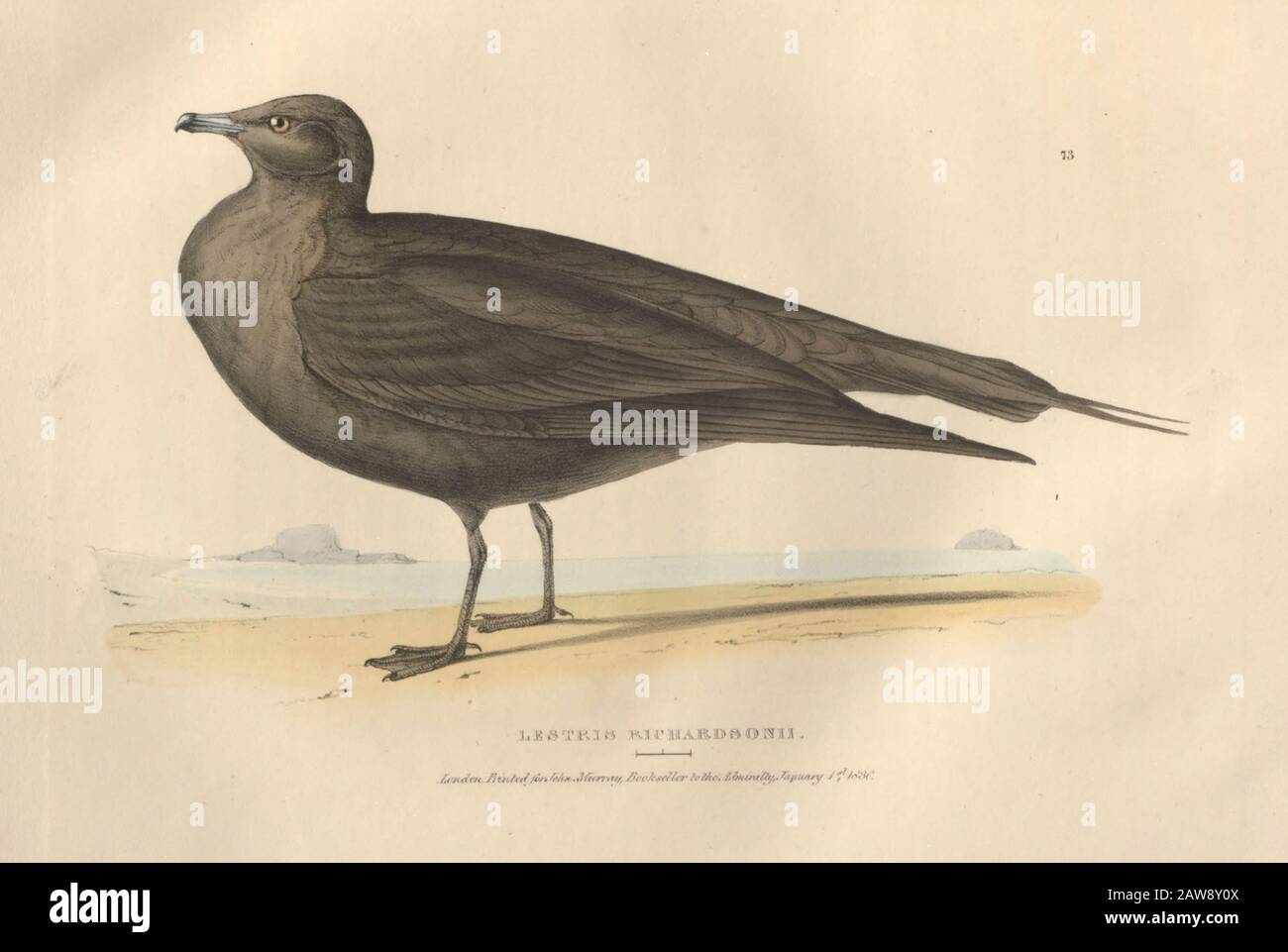 La plaque de couleur de Richardson's Lestris Richardsonii (Lestris Richardsonii) des oiseaux nord-américains de faune boreali-americana; ou la zoologie des parties nord de Banque D'Images