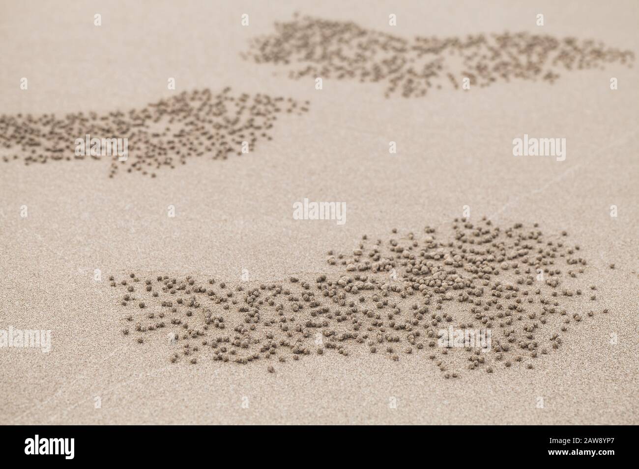 Motifs de petites boules de sable faites par des crabes de bubbler de sable, photo de fond naturelle abstraite Banque D'Images