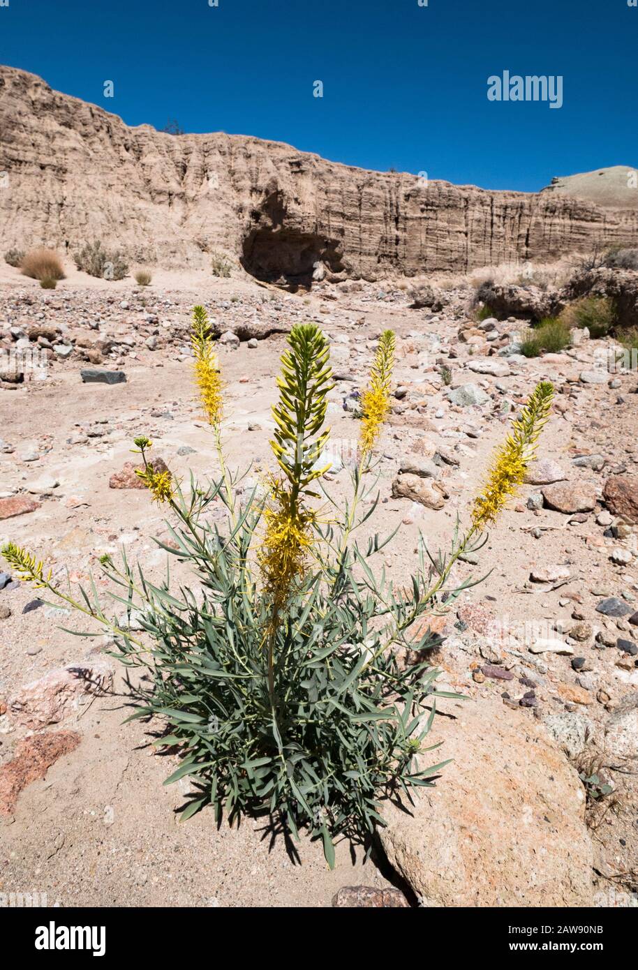 Plume du désert (Stanleya pinnata) fleurs sauvages qui poussent dans un canyon du désert Banque D'Images