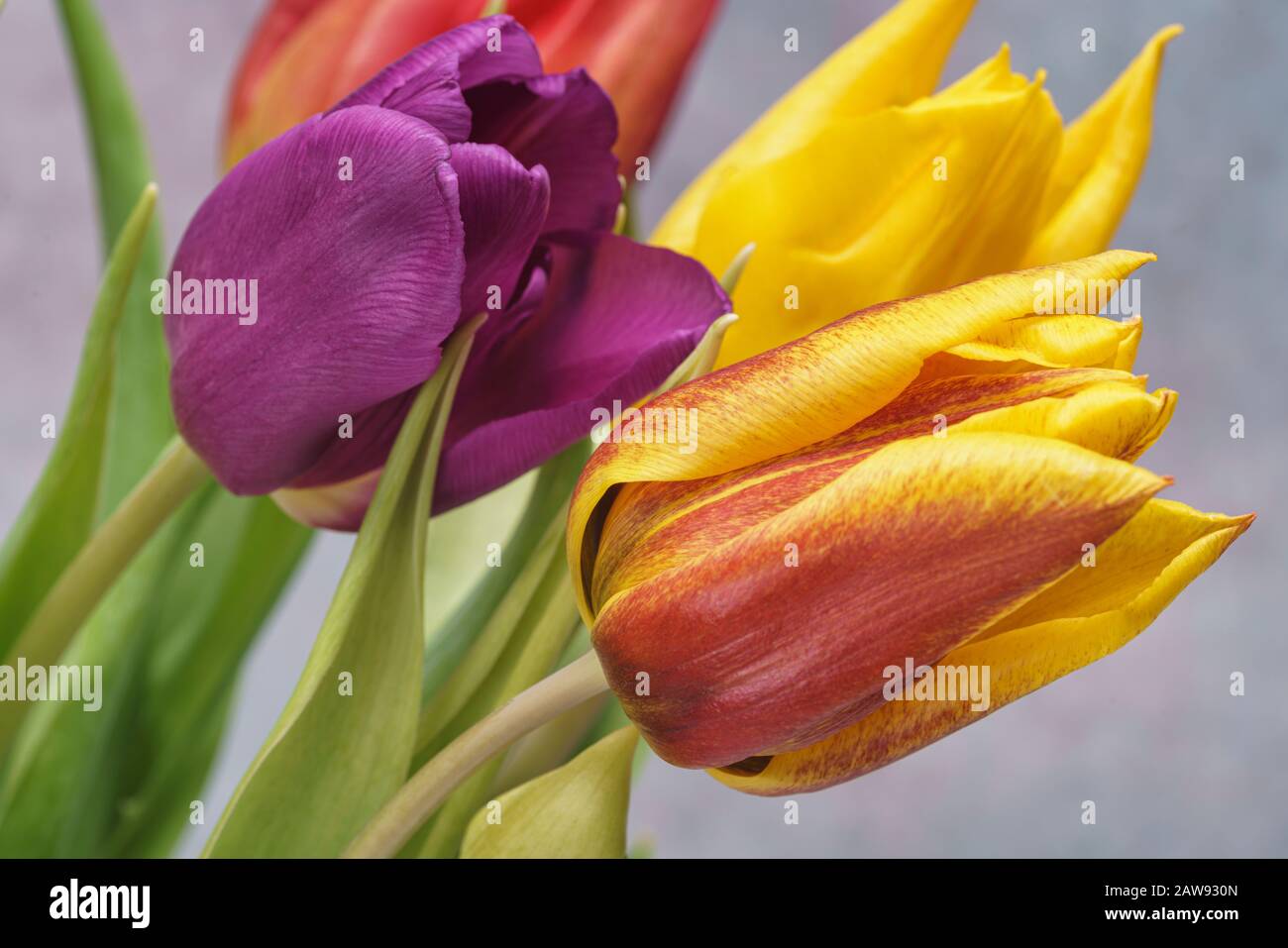 Gros plan sur deux fleurs de tulipe, une violette, une jaune/rouge. Banque D'Images
