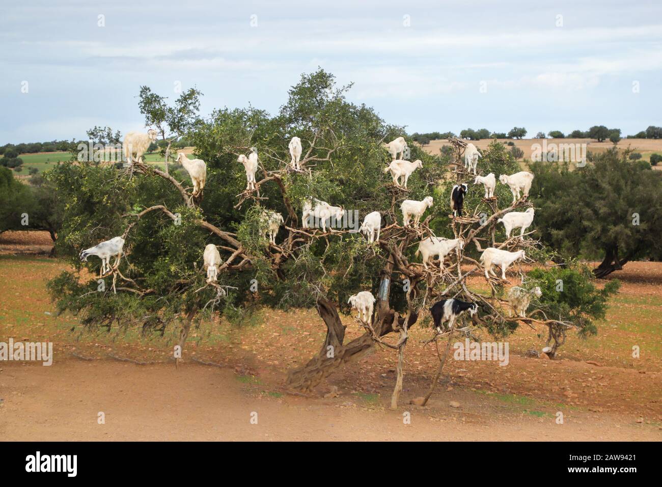 Chèvres dans un arbre à huile d'Argan au Maroc, Afrique Banque D'Images