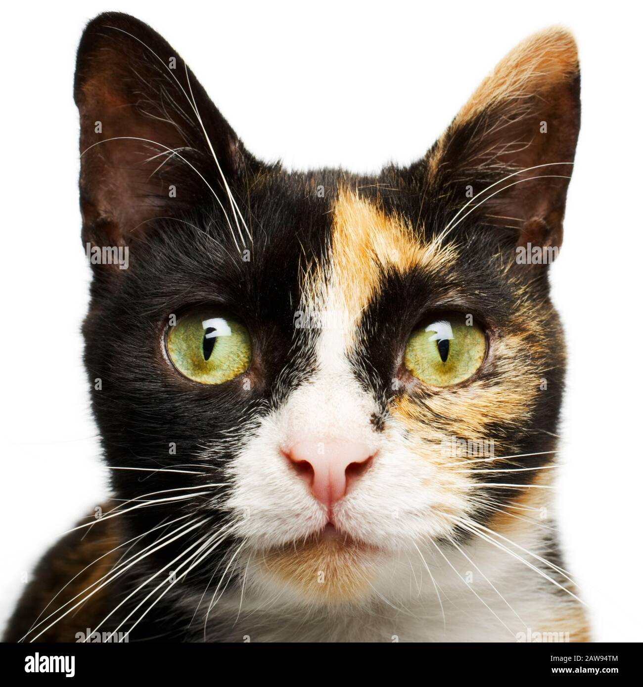 Chat, fond blanc, écaille de tortue – gros plan du visage portrait d’un jeune chaton femelle écaille de tortue sur fond blanc Banque D'Images