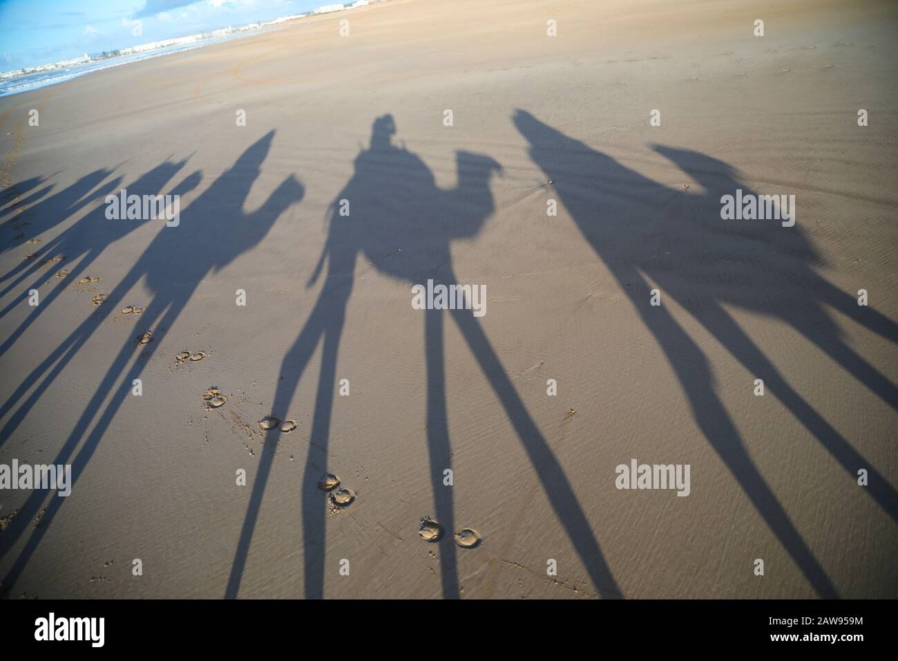 Ombres des chameaux au coucher du soleil - Maroc Banque D'Images