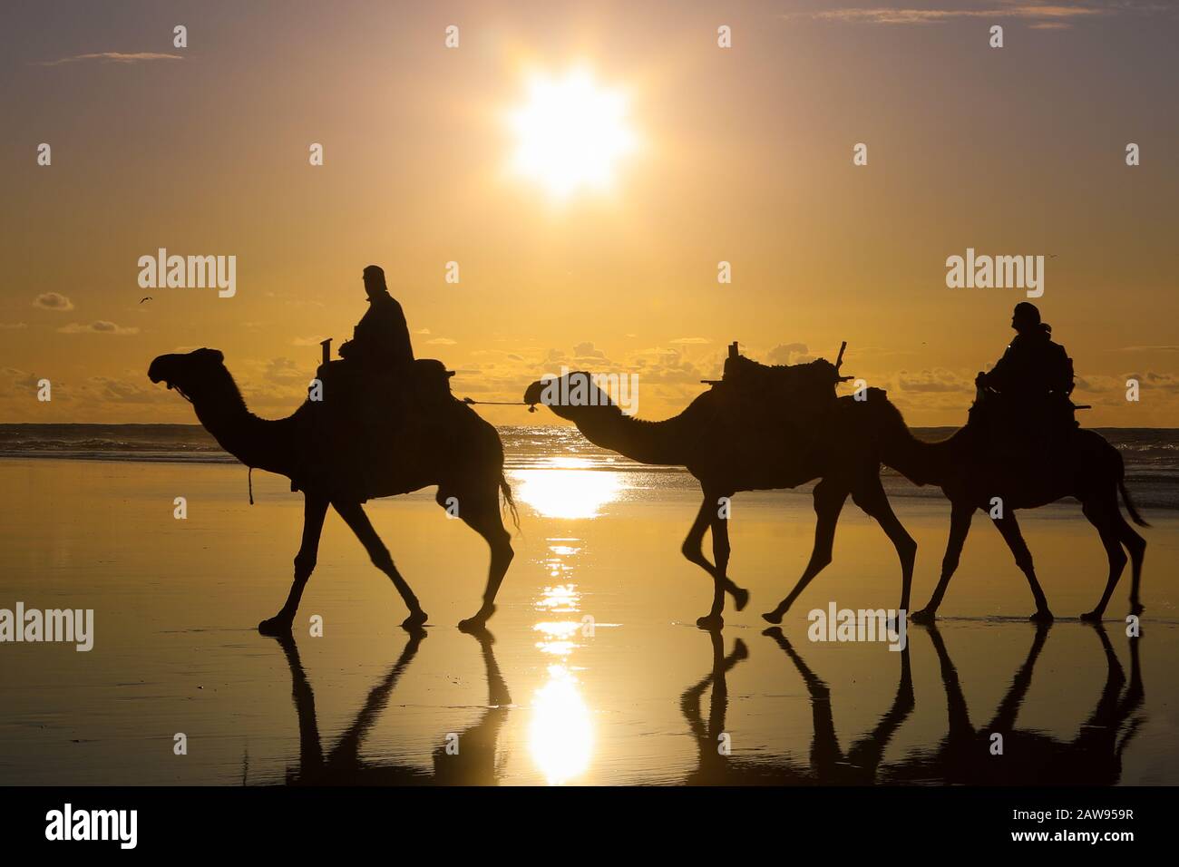 Chameaux au coucher du soleil au Maroc Banque D'Images
