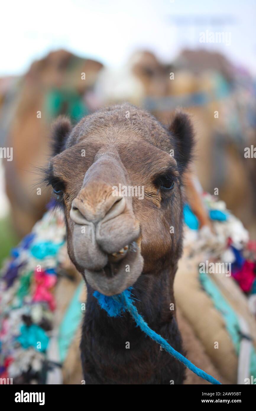 Camel en Maroc Banque D'Images