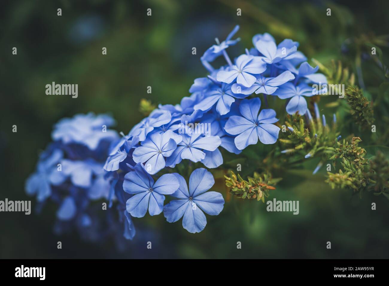 Fleurs bleues du cap Leadwort également connu sous le nom de Blue Plumbago ou Plumbago Auriculata Banque D'Images