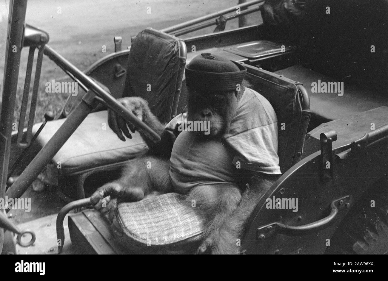 Orangutan avec chapeau assis derrière la roue d'une jeep Annotation: DJK Date: 01/01/1947 lieu: Indonésie Hollandais East Indies : Inconnu / DLC Titulaire du droit d'auteur: Archives nationales Type de matériel: Négatif (noir / blanc) numéro d'inventaire: Voir accès 2.24.04.02 Banque D'Images