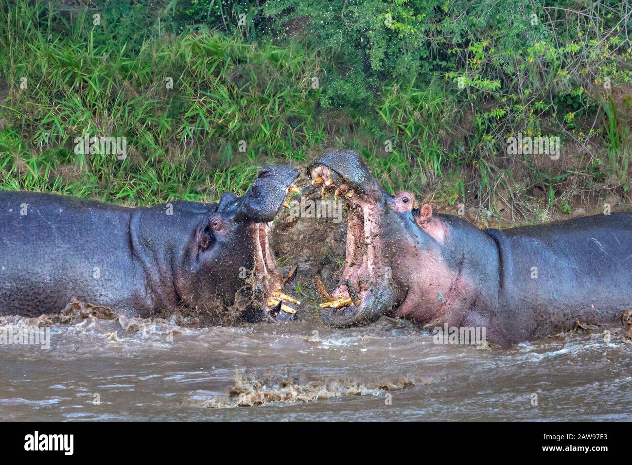 Deux hipos luttant dans le fleuve à Maasai Mara, Kenya, Afrique. Banque D'Images
