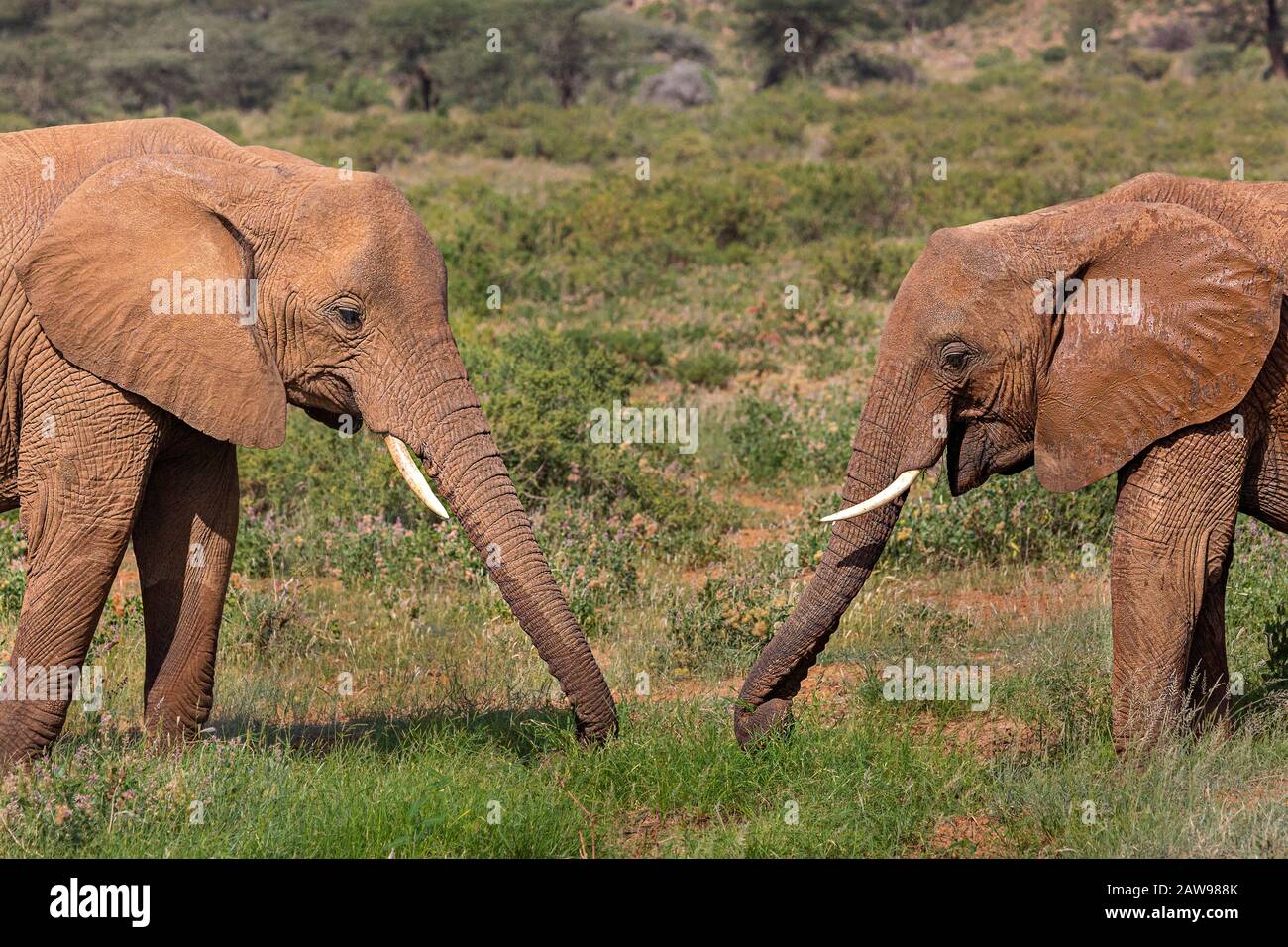 Éléphants mangeant de l'herbe à Samburu, Kenya, Afrique Banque D'Images