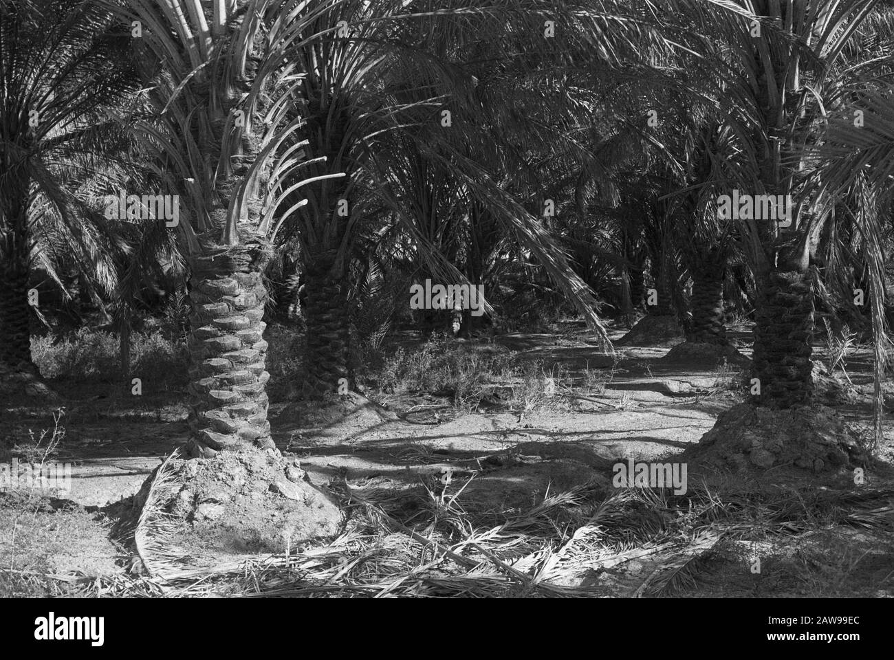 Palm Date : mots-clés non reliés : Palm Banque D'Images