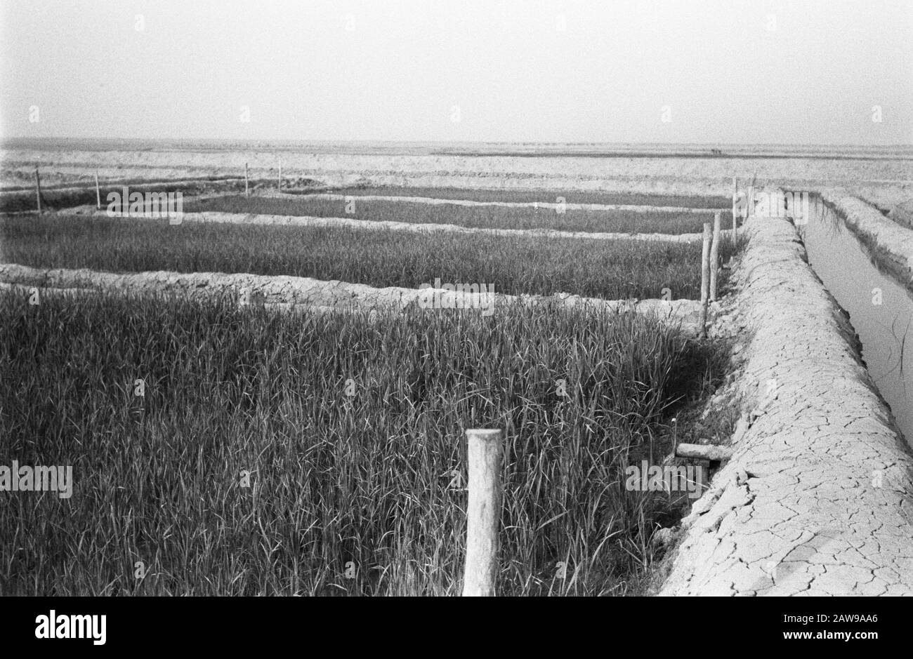 Agriculture, cultures Date: Non daté mots clés: Cultures, ferme Banque D'Images