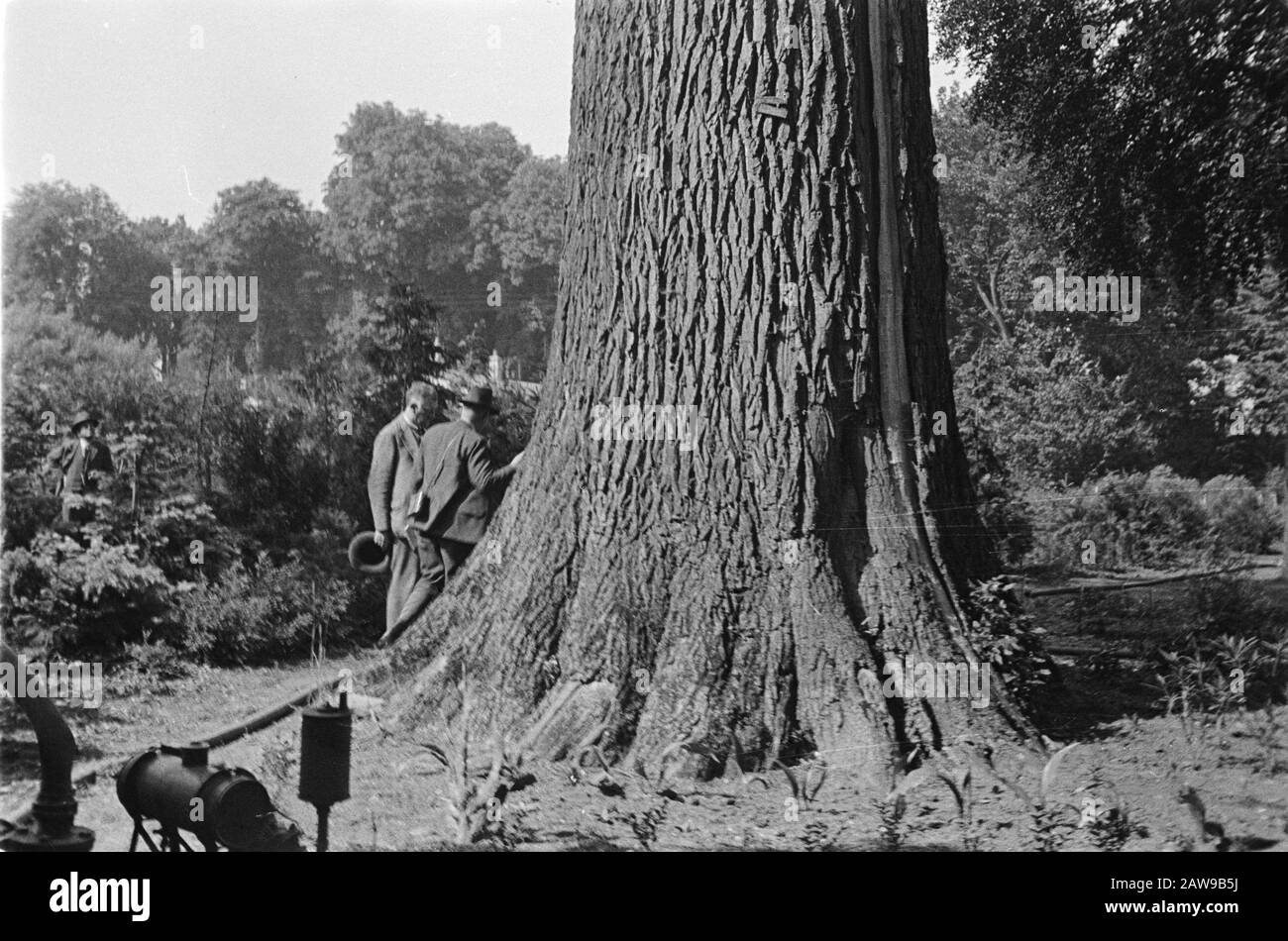 Poplars et saules, tribales, travailleurs, eugenu 1832 Netz Date: Juin 1934 lieu: Netz mots clés: Travailleurs, poplars et saules, personne tribale Nom: Eugenu 1832 Banque D'Images
