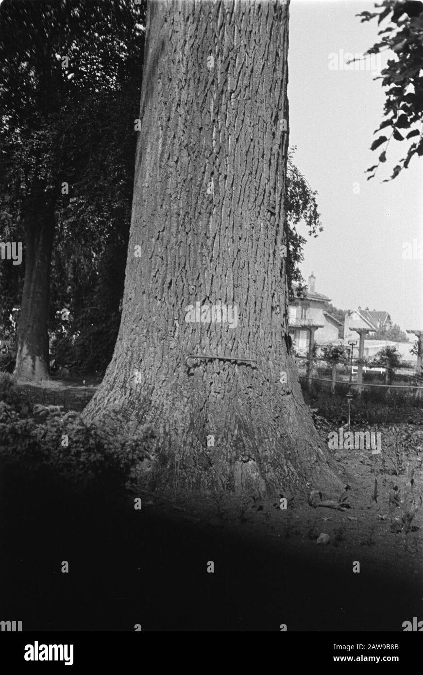 [Peuplier? 60 ans] [2 mètres, 5,50 mètres] circonférence [bâton de marche allongé horizontalement sur une tige] Date : juin 1934 mots clés : eugenu, peuplier et saule Banque D'Images