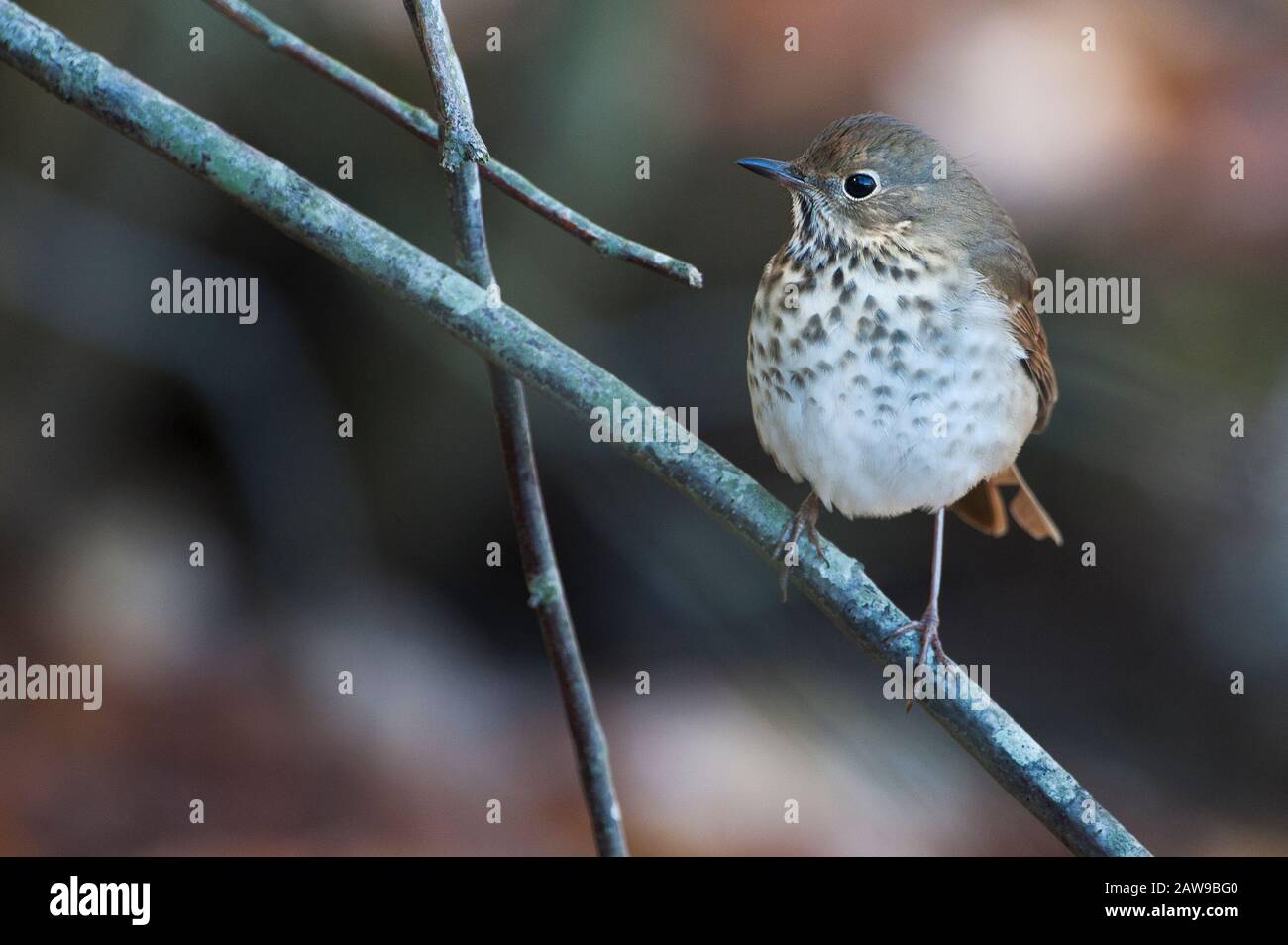 Grive solitaire Banque D'Images