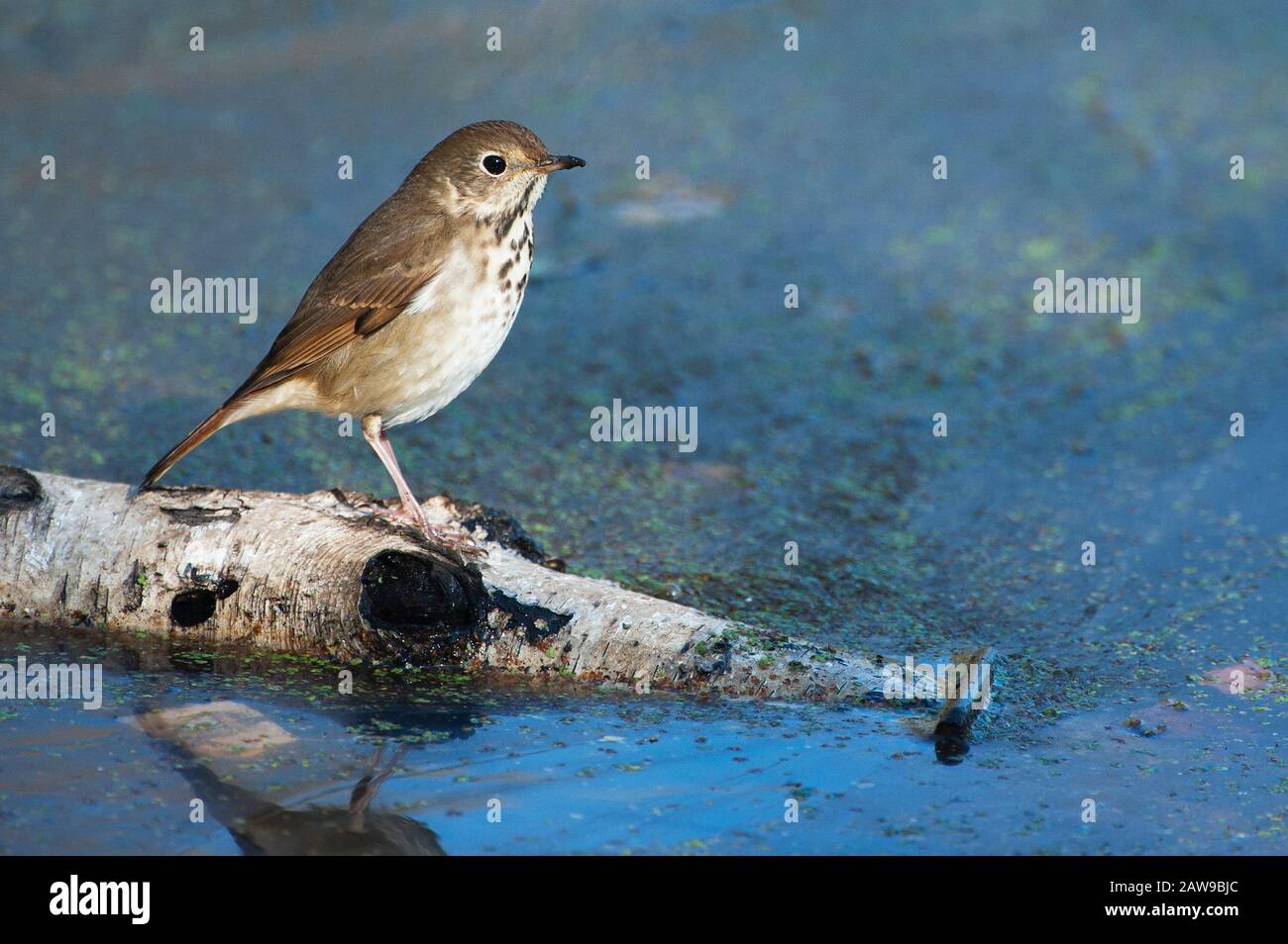 Grive solitaire Banque D'Images