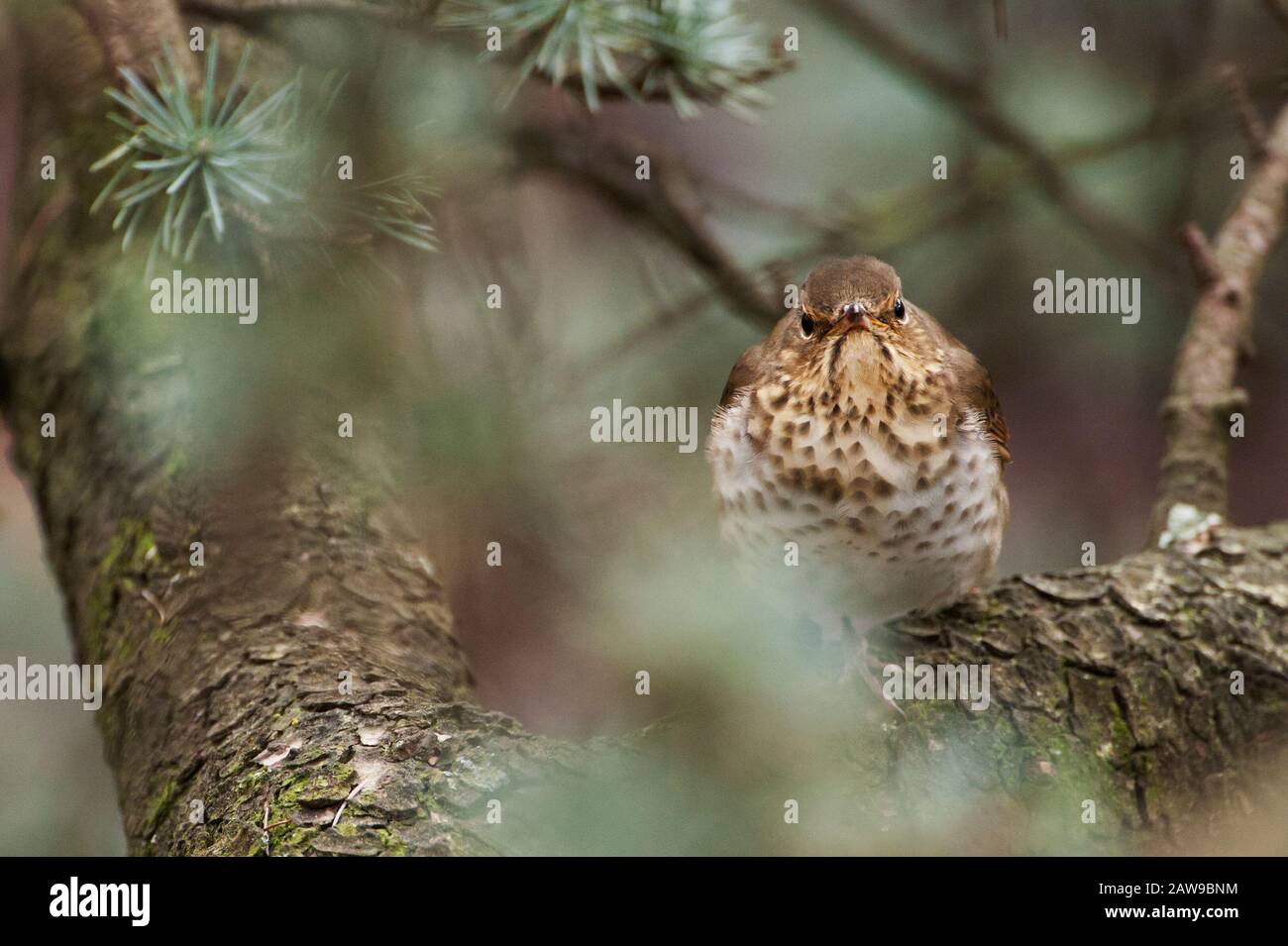 Grive solitaire Banque D'Images