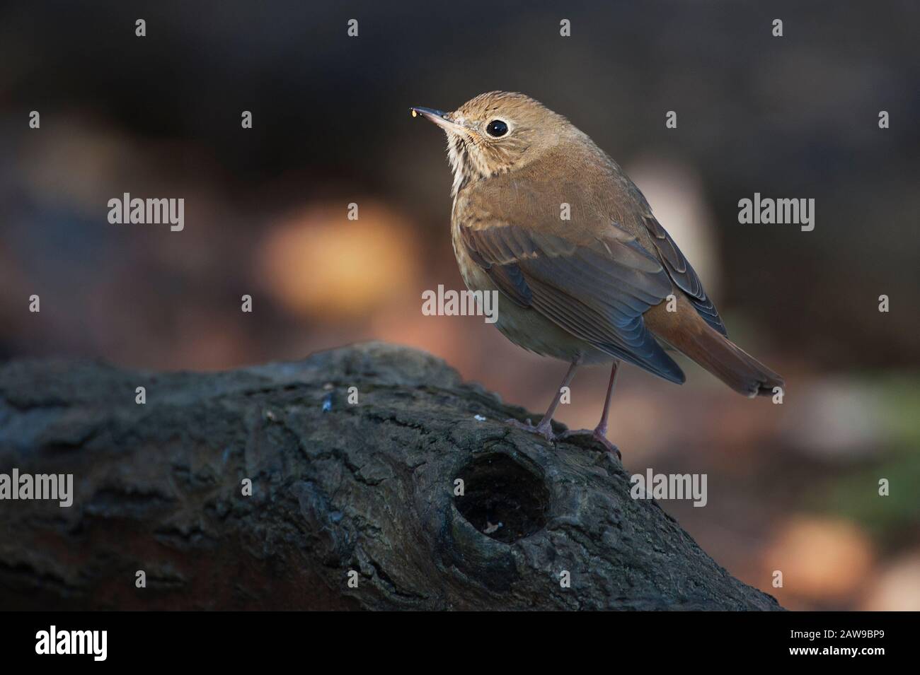 Grive solitaire Banque D'Images